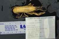 Procambarus (Scapulicambarus) image